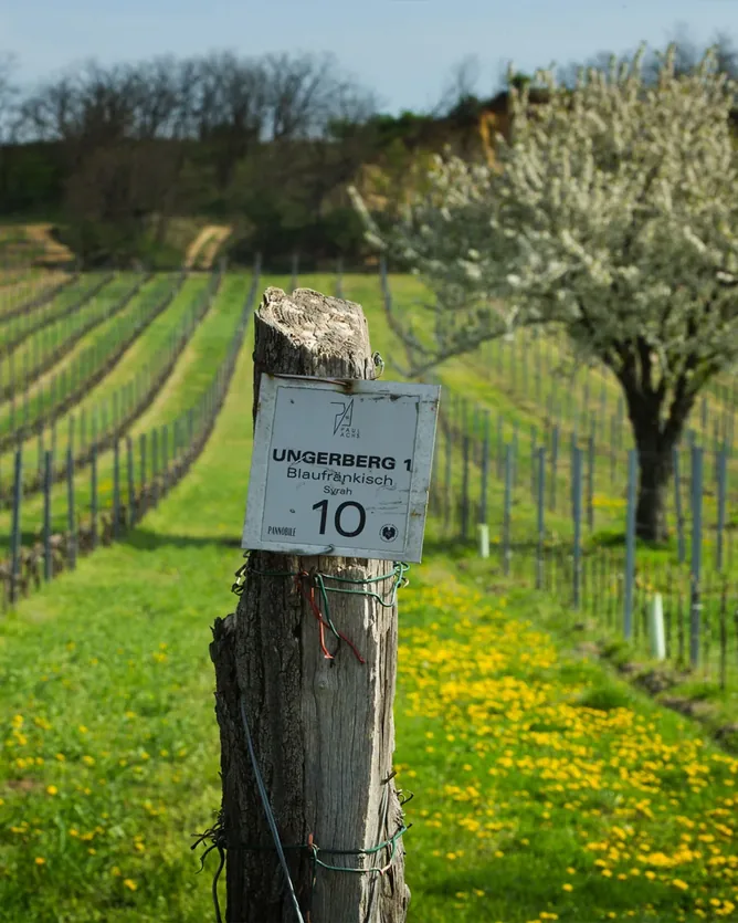 Weingut Paul Achs &mdash; verified Wine producer