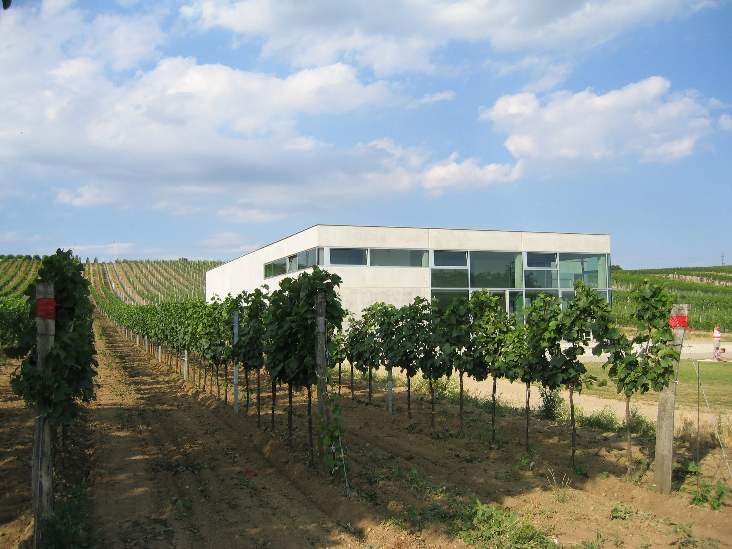 The flat-roofed white winery building at Weingut Pittnauer with its glazed corner, beyond young vines under a blue sky
