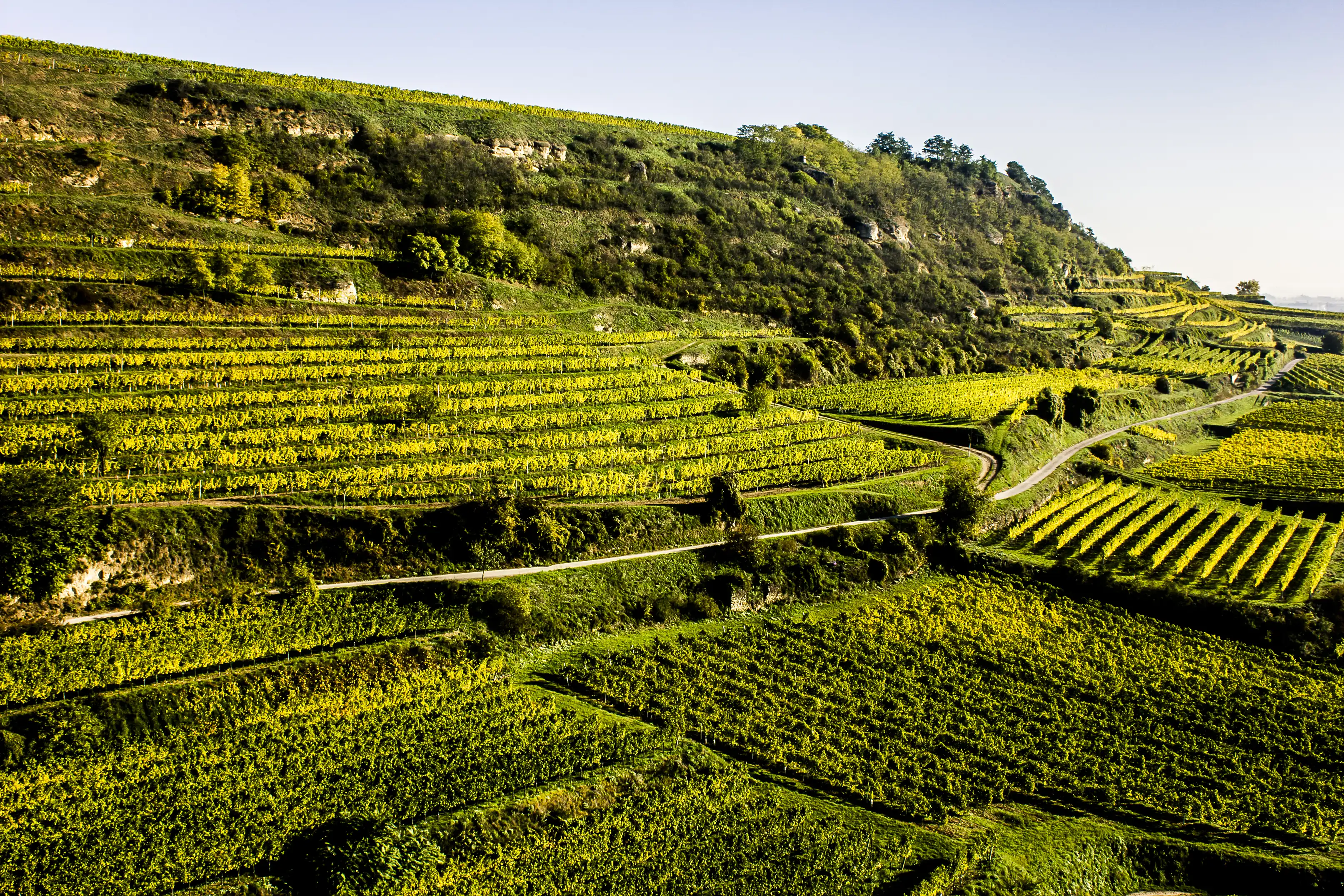 Terraced vineyards in yellow-green leaf on the Rohrendorfer Gebling slope, with a path winding across the hillside