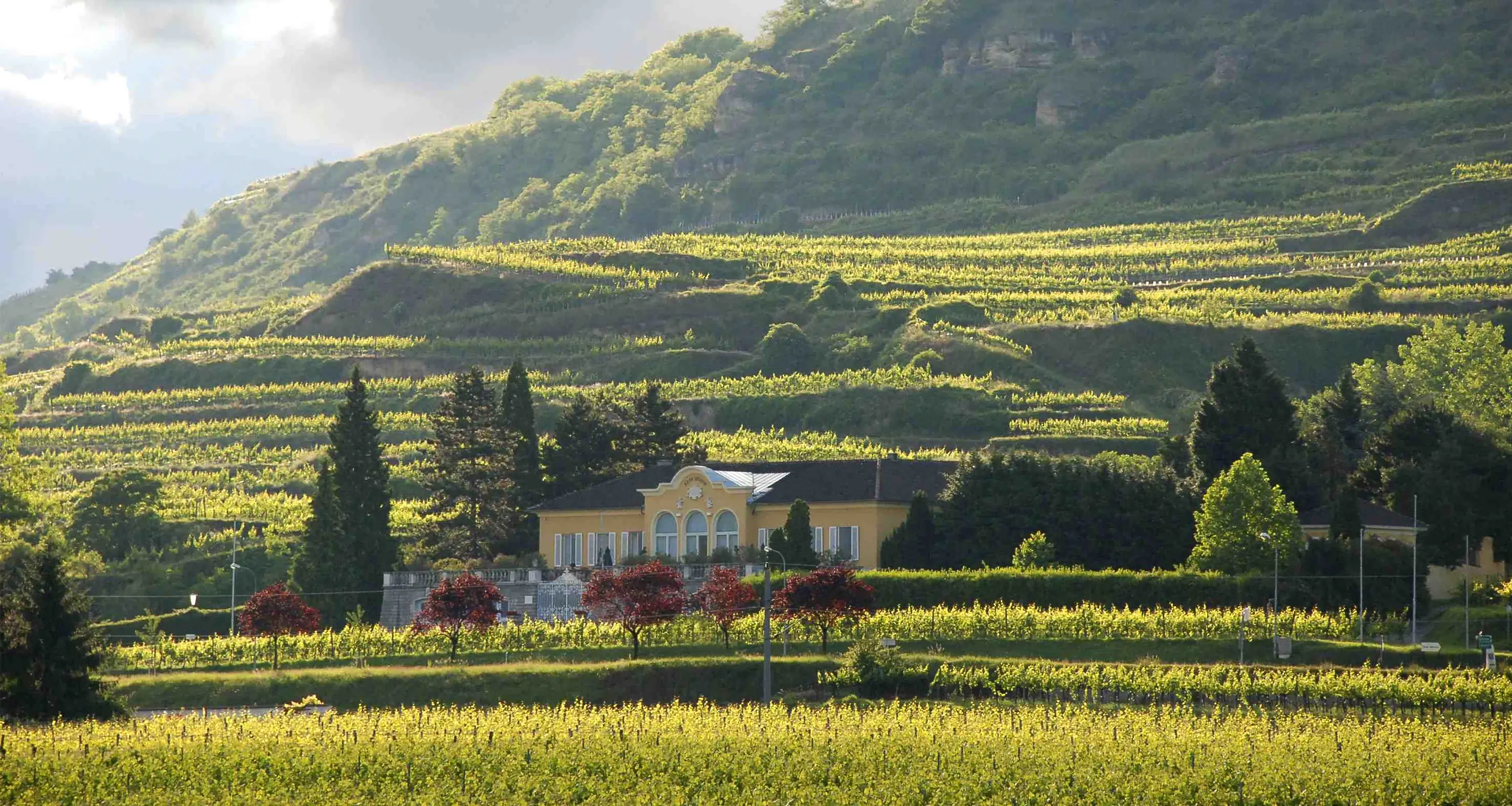 Yellow estate house among vineyards at Weingut Sepp Moser, with terraced vineyard slopes and a wooded hill behind