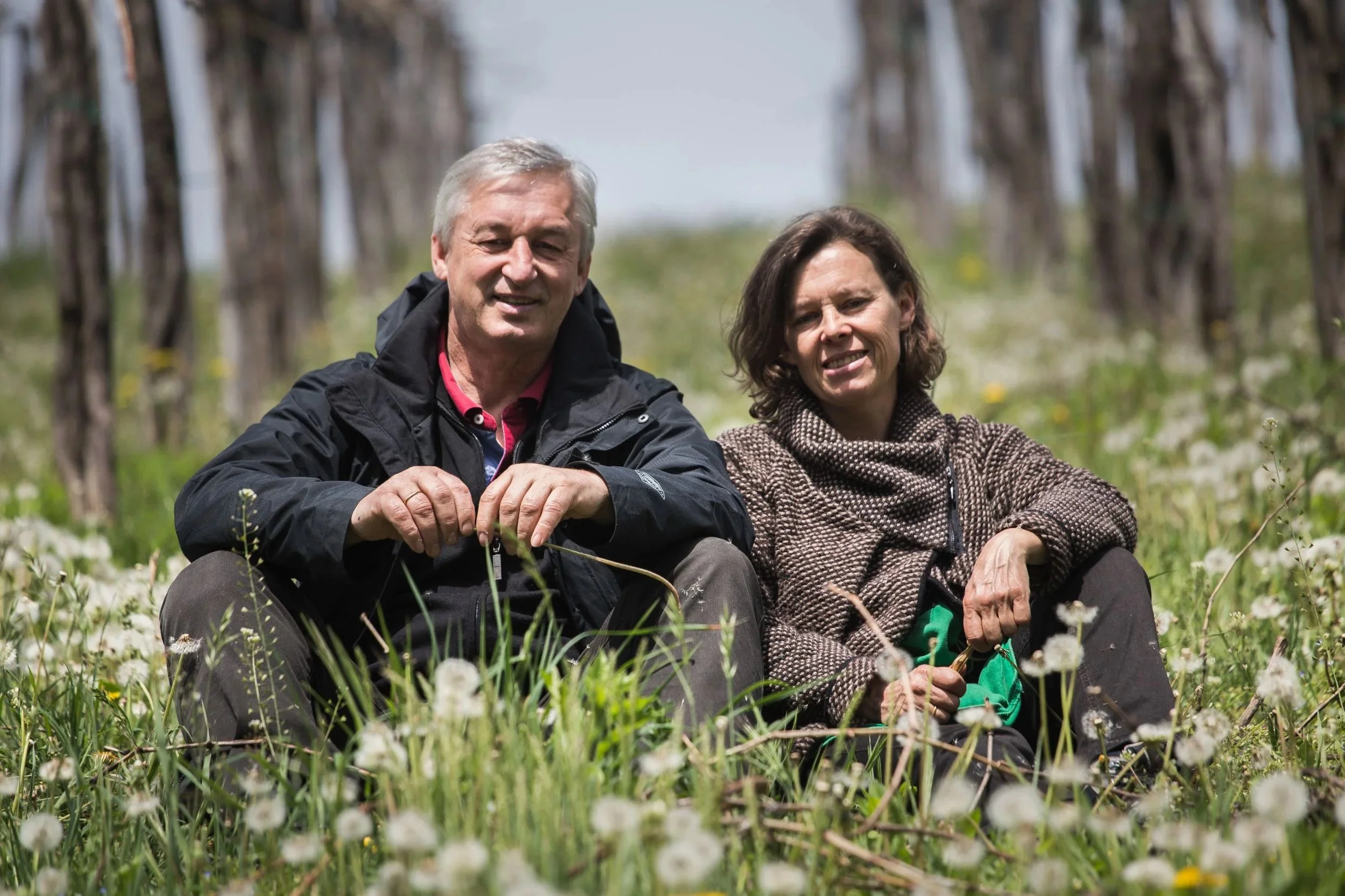 A man and a woman sitting side by side in long grass full of dandelion seed heads, with vine rows blurred behind them