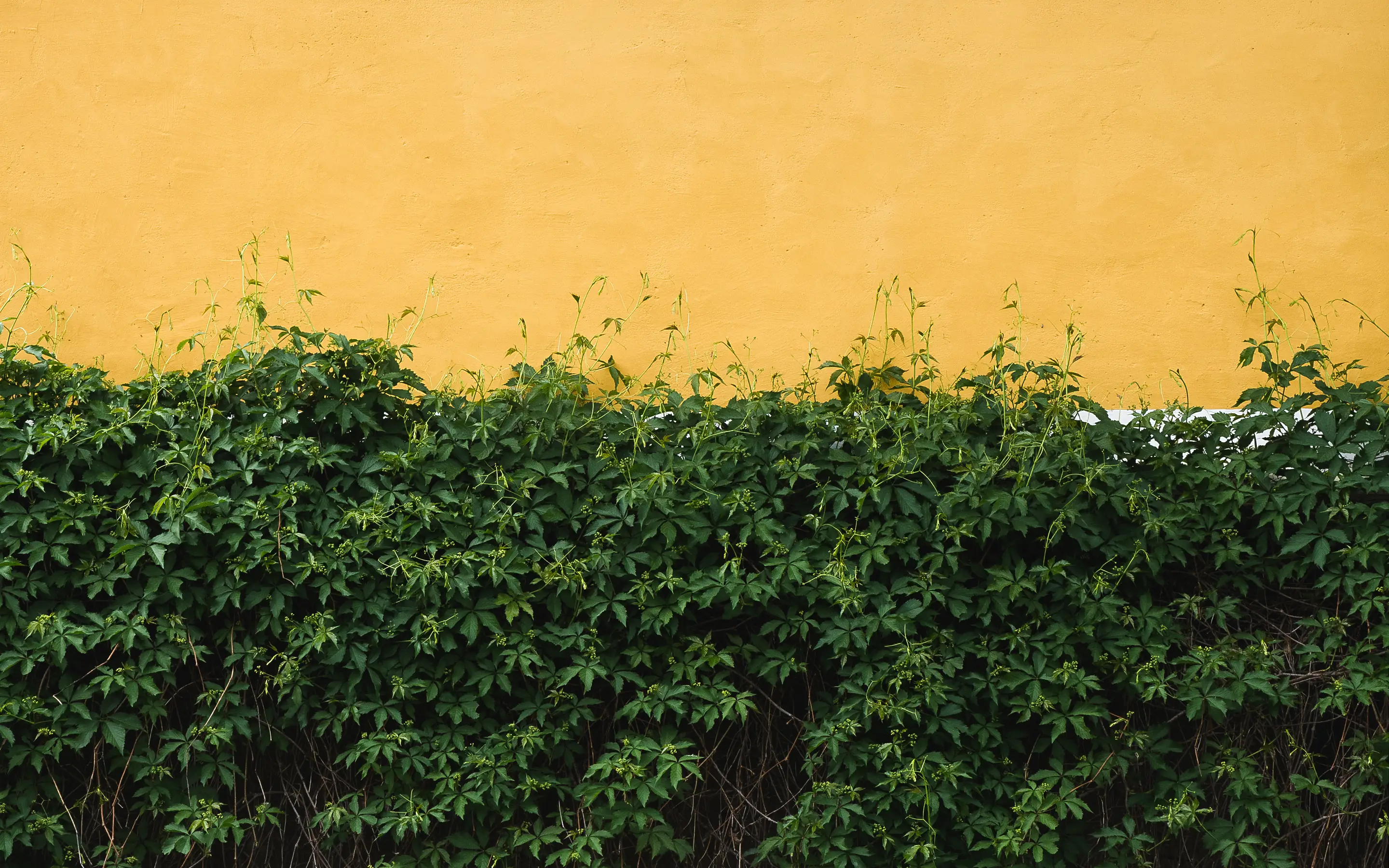 Dense green foliage climbing against an ochre-yellow farmhouse wall at Weingut Sepp Muster, Leutschach