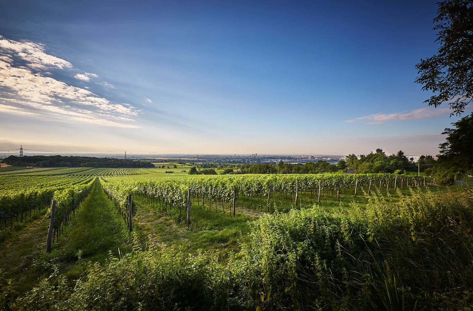 Weingut Wieninger