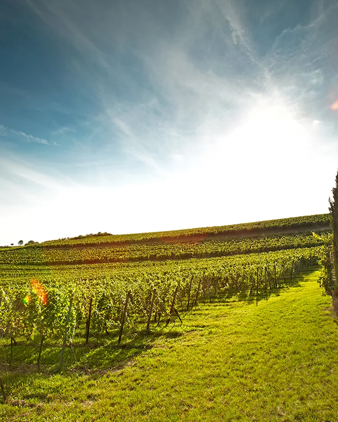 Weingut Wittmann
