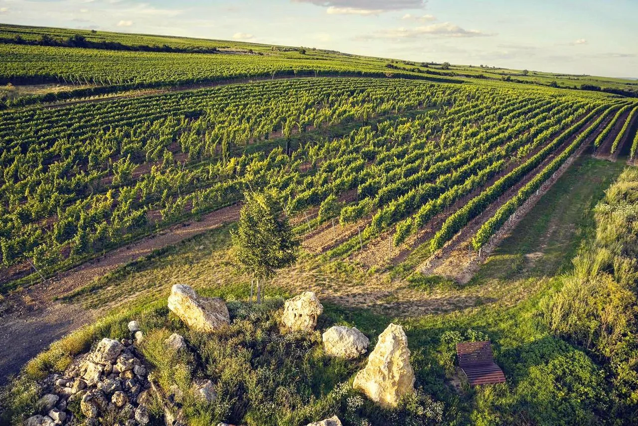Weingut Wittmann