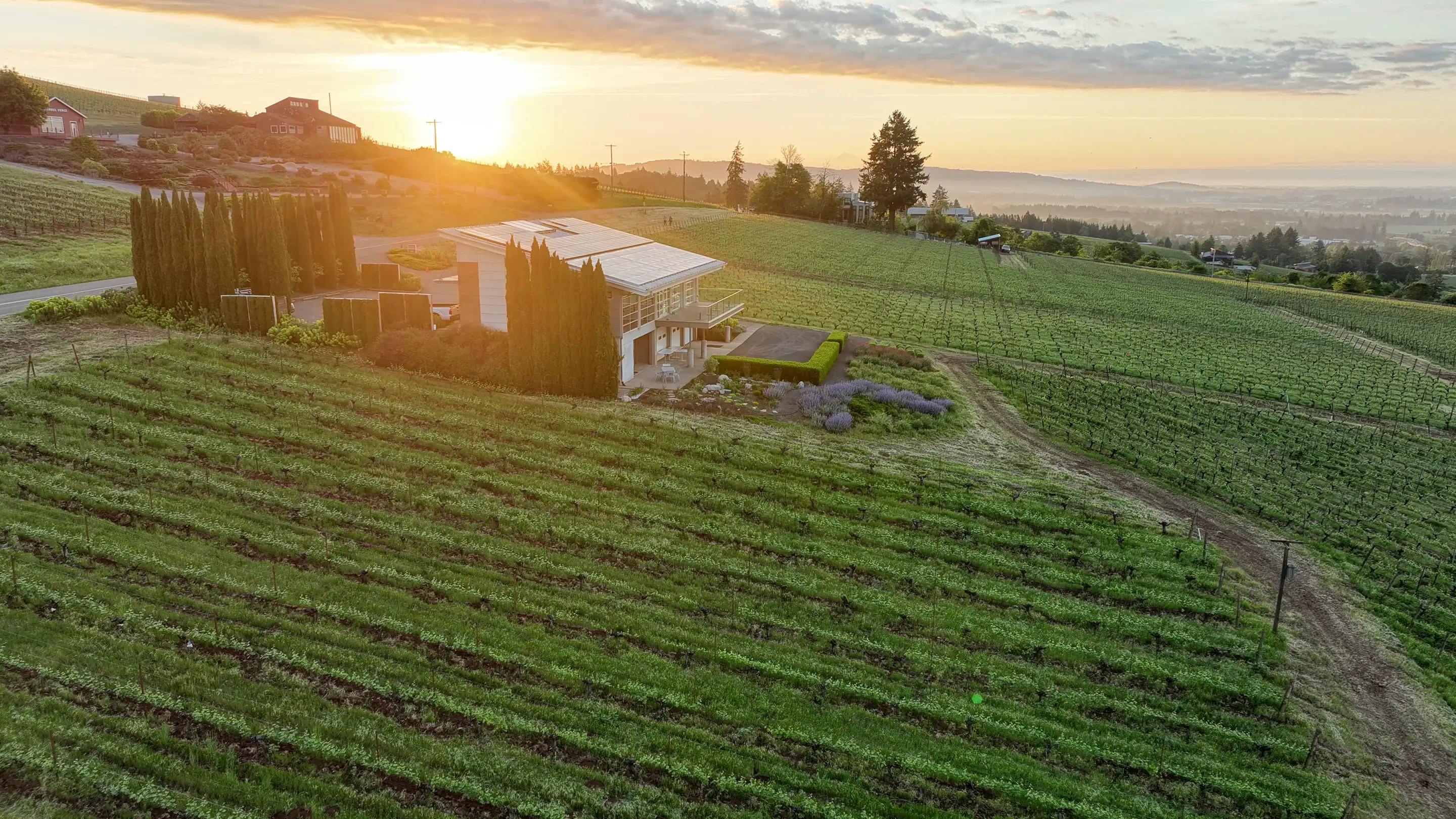 Aerial view at sunrise over green vine rows, with a modern building, tall columnar trees and a hazy valley beyond