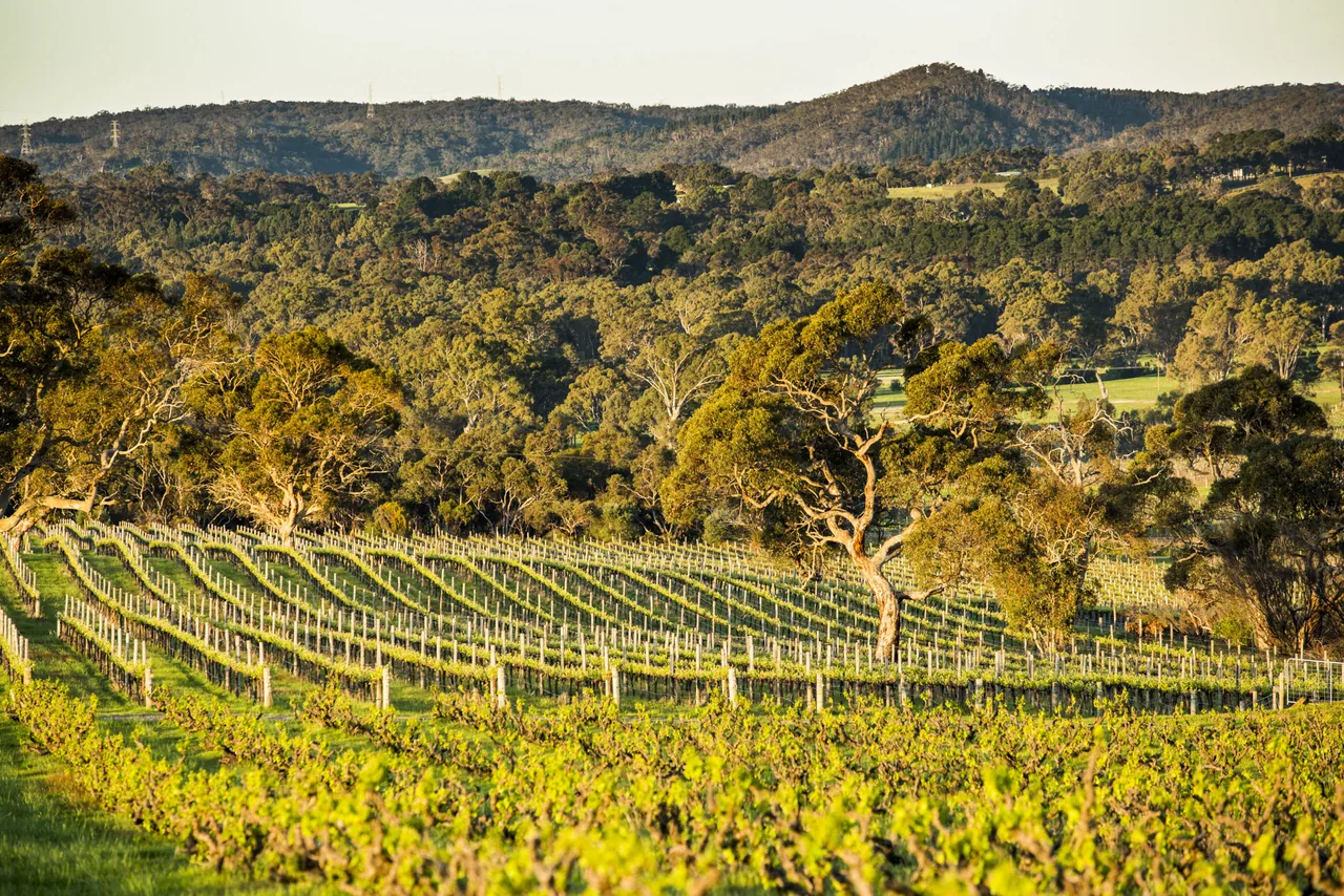 Yangarra Estate Vineyard
