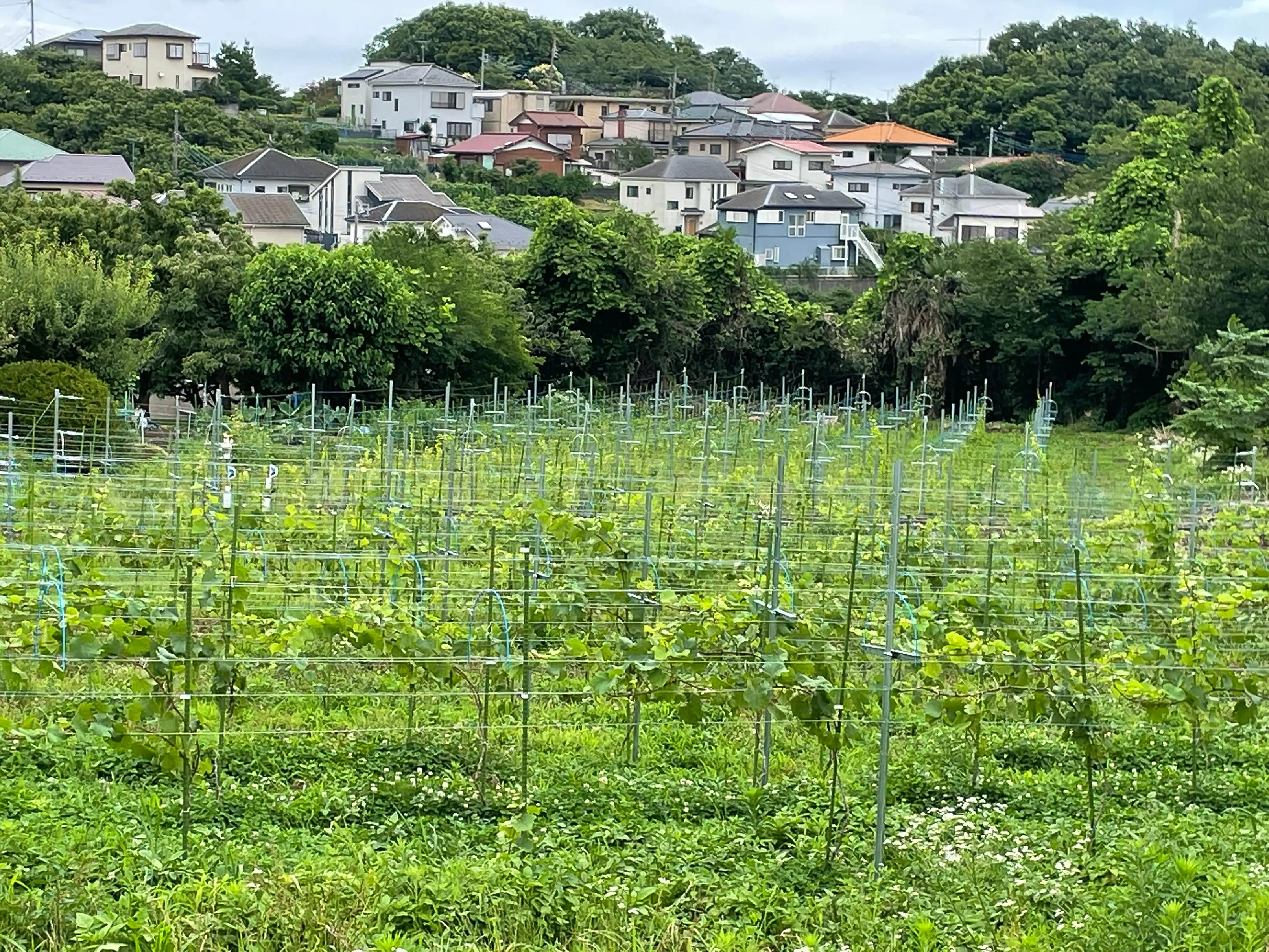 Young vines on trellis wires above a ground cover with small white flowers, houses and trees on the hillside behind, in Asahi ward, Yokohama