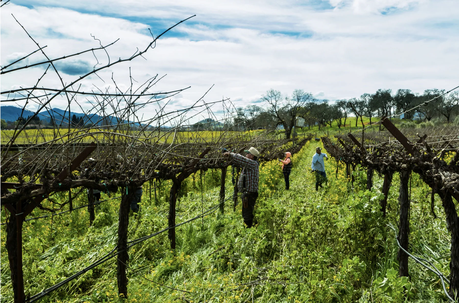 Three people working along rows of bare, pruned vines above a green cover crop with yellow flowers, hills and trees beyond
